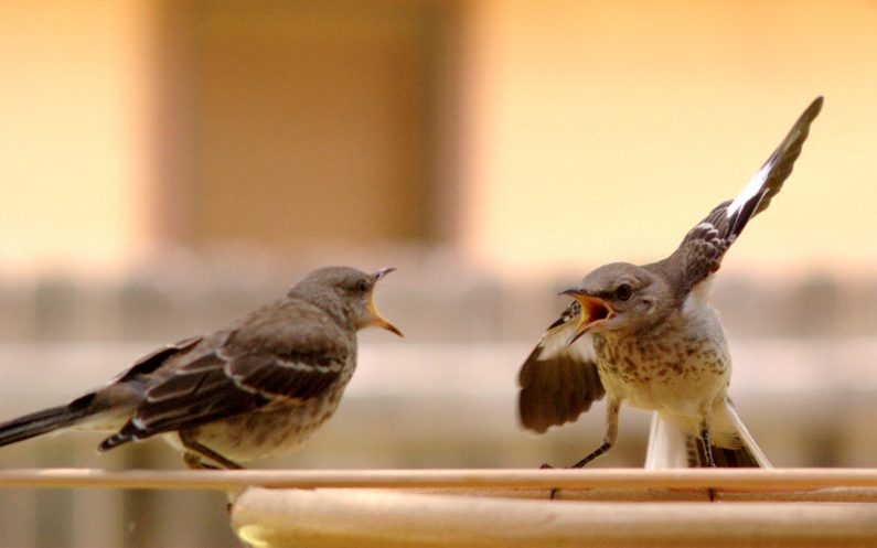 Argument mockingbirds