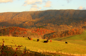 Virginia farm in fall